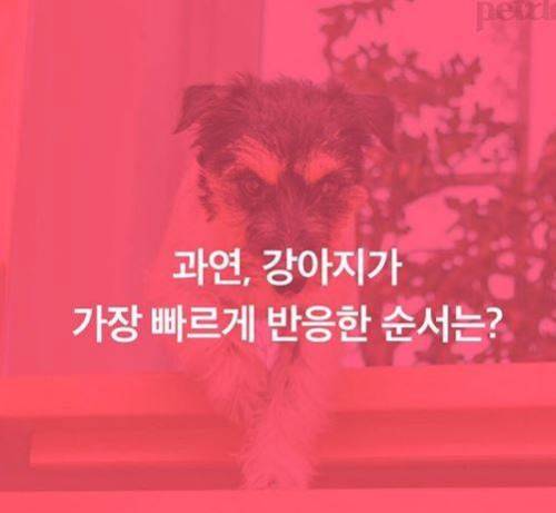 강아지는 날 어떻게 알아볼까! 얼굴? 목소리? 냄새?
