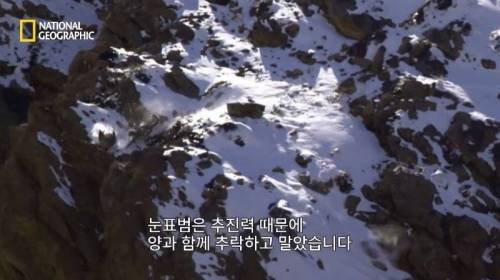 사냥 중 120M 절벽 아래로 추락한 표범.jpg