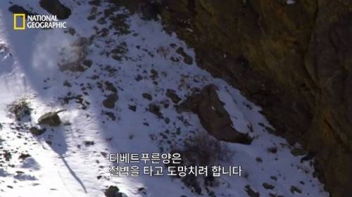 사냥 중 120M 절벽 아래로 추락한 표범.jpg