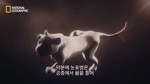 사냥 중 120M 절벽 아래로 추락한 표범.jpg