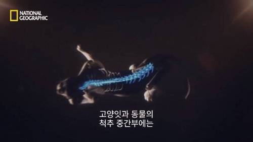 사냥 중 120M 절벽 아래로 추락한 표범.jpg