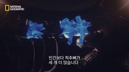 사냥 중 120M 절벽 아래로 추락한 표범.jpg