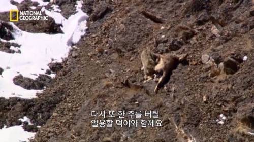 사냥 중 120M 절벽 아래로 추락한 표범.jpg