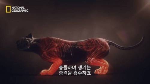 사냥 중 120M 절벽 아래로 추락한 표범.jpg