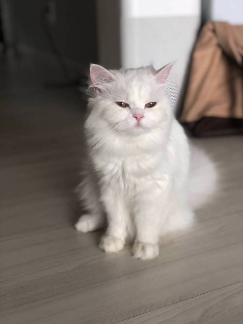 자다 일어난 고양이.jpg