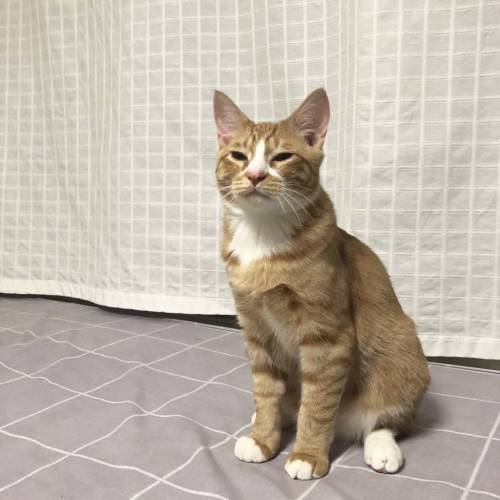 자다 일어난 고양이.jpg