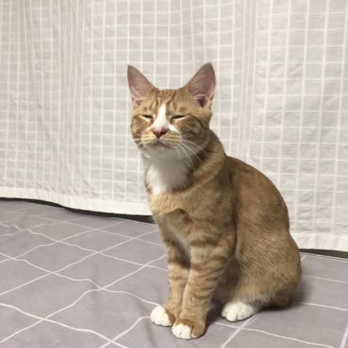 자다 일어난 고양이.jpg