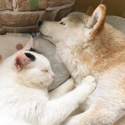 치매걸린 시바견.jpg