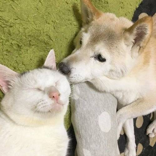 치매걸린 시바견.jpg