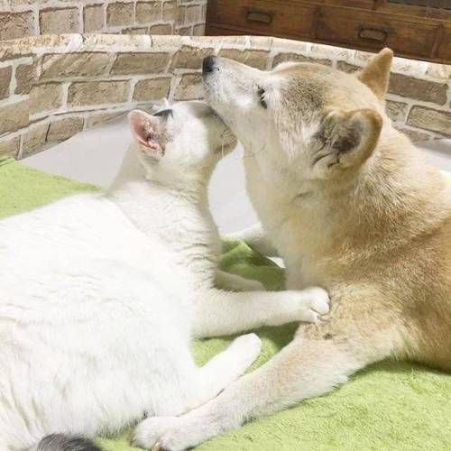 치매걸린 시바견.jpg