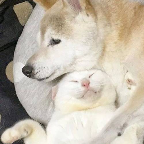 치매걸린 시바견.jpg