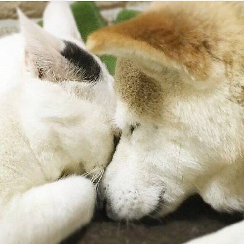 치매걸린 시바견.jpg