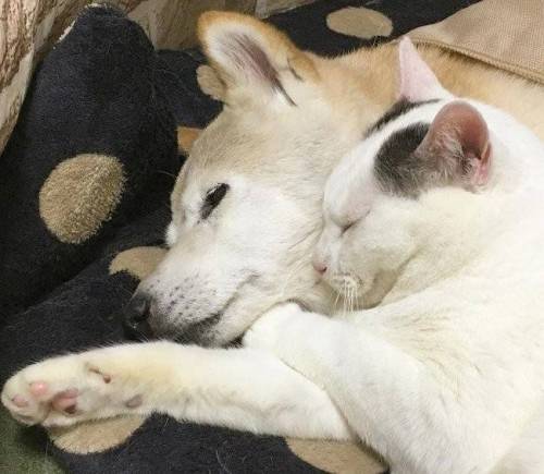 치매걸린 시바견.jpg