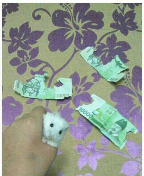 햄스터 사료값으로 3만원 썻다.jpg
