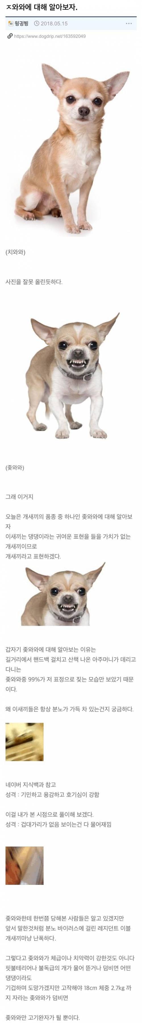 ㅈ와와에 대하여 알아보자.jpg