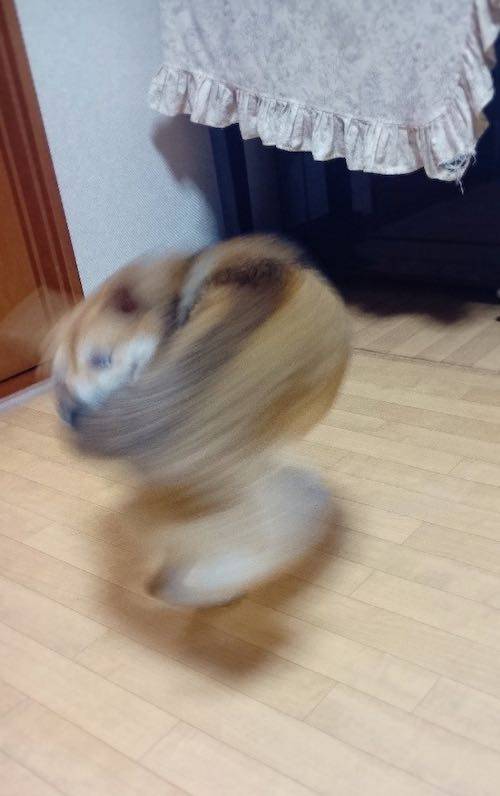 주인을 격하게 반기는 댕댕이.jpg