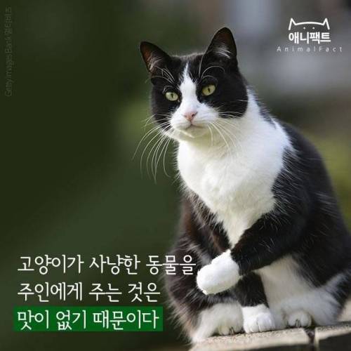 고양이가 사냥한것을 갖다주는 이유