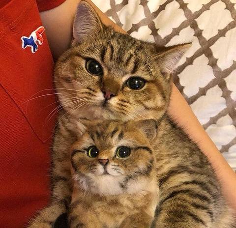자기 닮은 인형을 안고있는 냥이.jpg