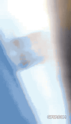 오랫만에 주인을 본 댕댕이의 반응.gif