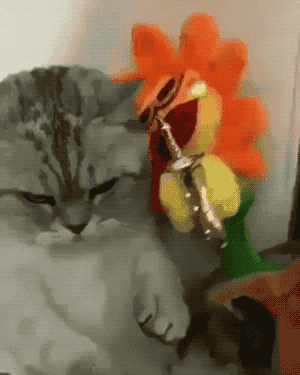 집사가 이상한걸 사왔다.gif