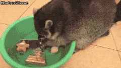 너굴맨이 씻어줄테니 걱정말라구.gif