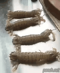 새우들의 칼군무.gif