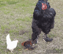브라질닭 실제 크기.gif