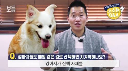강아지도 매일 같은 길로 산책하면 지겨워 하나요?