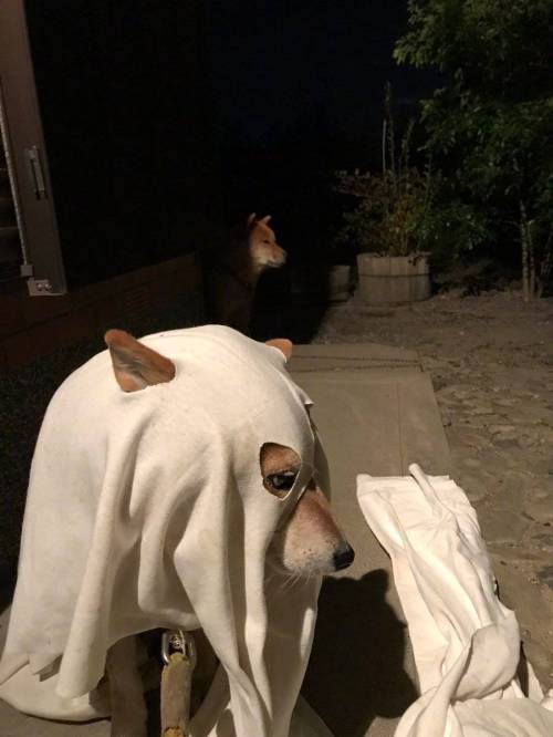 저가 할로윈 분장.jpg