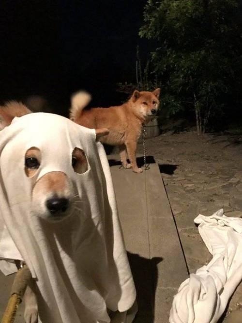 저가 할로윈 분장.jpg