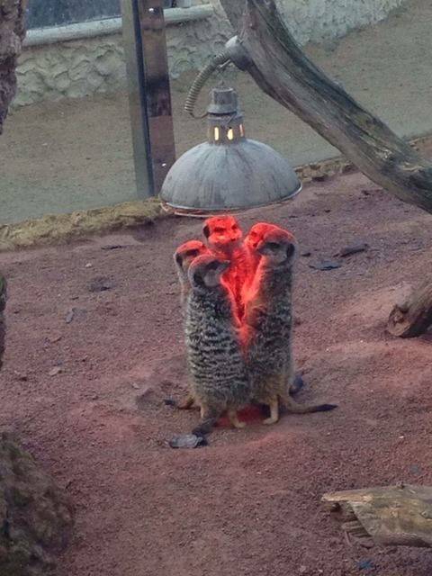 서울대공원 근황.jpg