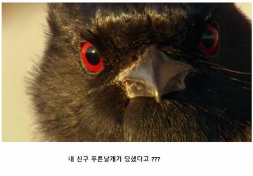 악의 조직(조류편).jpg