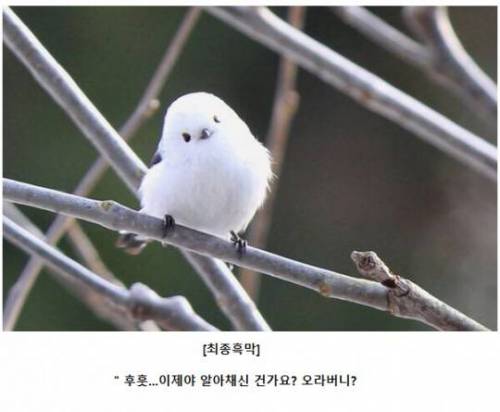 악의 조직(조류편).jpg