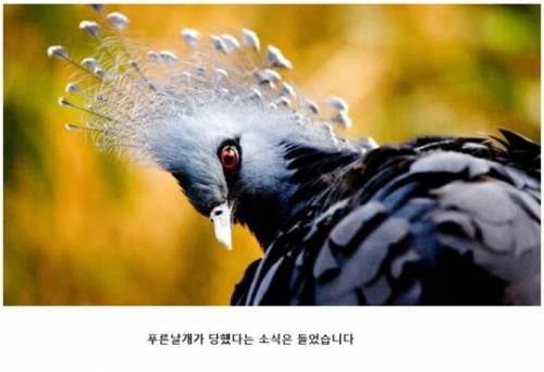악의 조직(조류편).jpg