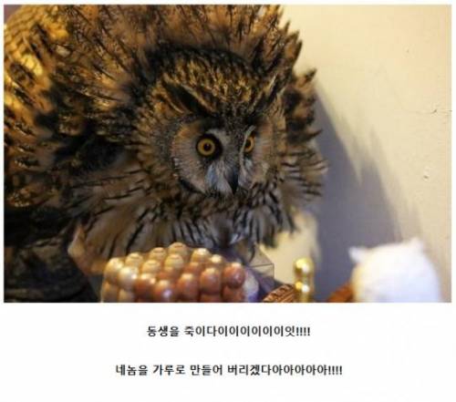 악의 조직(조류편).jpg