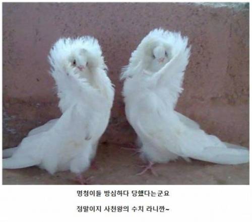 악의 조직(조류편).jpg