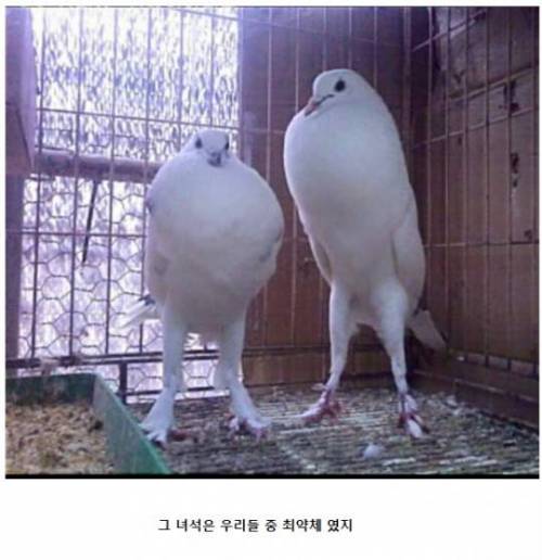 악의 조직(조류편).jpg