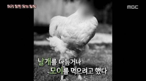 [스압+징징] 머리 잘린 닭의 일생 .jpg