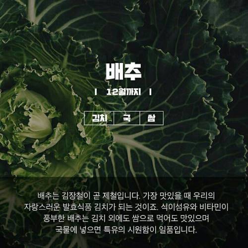 11월에 먹으면 좋은거.jpg