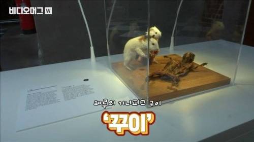 [스압&약혐] 세계 혐오 음식 박람회.jpg