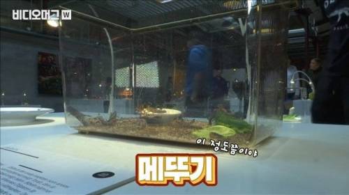 [스압&약혐] 세계 혐오 음식 박람회.jpg