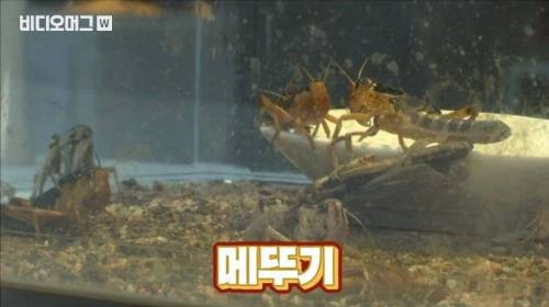 [스압&약혐] 세계 혐오 음식 박람회.jpg