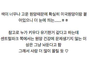 [스압] 아시아 원앙 한마리로 난리가 난 뉴욕 센트럴파크.jpg