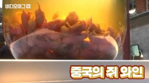 [스압&약혐] 세계 혐오 음식 박람회.jpg