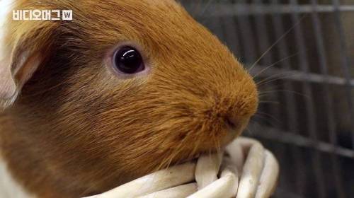 [스압&약혐] 세계 혐오 음식 박람회.jpg