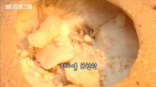 [스압&약혐] 세계 혐오 음식 박람회.jpg