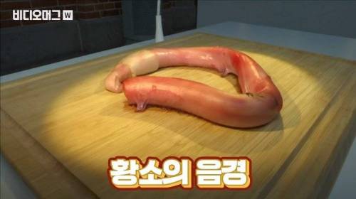 [스압&약혐] 세계 혐오 음식 박람회.jpg