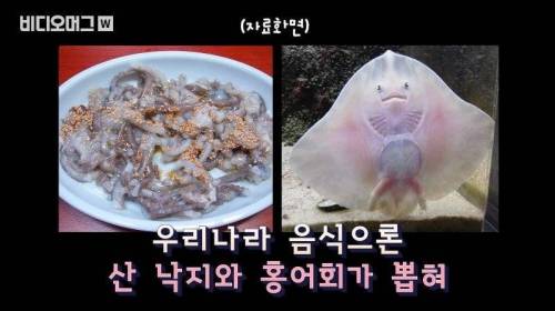 [스압&약혐] 세계 혐오 음식 박람회.jpg