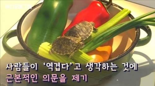 [스압&약혐] 세계 혐오 음식 박람회.jpg