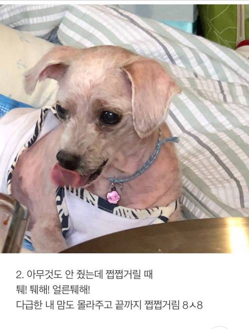 [스압] 반려견 키우는 사람이 소름 돋는 순간 .jpg